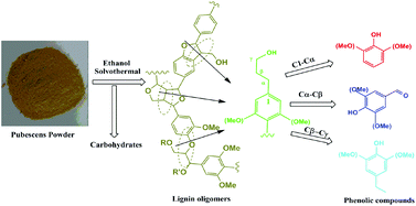 Graphical abstract: The degradation of the lignin in Phyllostachys heterocycla cv. pubescens in an ethanol solvothermal system