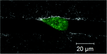 Graphical abstract: Microfabricated collagen tracks facilitate single cell metastatic invasion in 3D