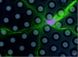 Graphical abstract: Hutchinson–Gilford progeria syndrome alters nuclear shape and reduces cell motility in three dimensional model substrates