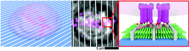 Graphical abstract: Manipulating the lateral diffusion of surface-anchored EGF demonstrates that receptor clustering modulates phosphorylation levels