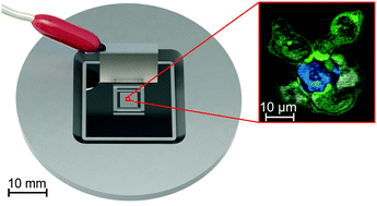 Graphical abstract: Live cell imaging in a micro-array of acoustic traps facilitates quantification of natural killer cell heterogeneity