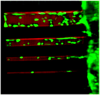 Graphical abstract: Three-dimensional photolithographic micropatterning: a novel tool to probe the complexities of cell migration
