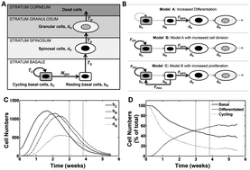 Graphical abstract: Integrated experimental and computational approach to understand the effects of heavy ion radiation on skin homeostasis