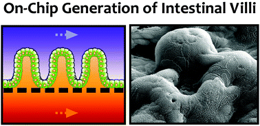 Graphical abstract: Gut-on-a-Chip microenvironment induces human intestinal cells to undergo villus differentiation