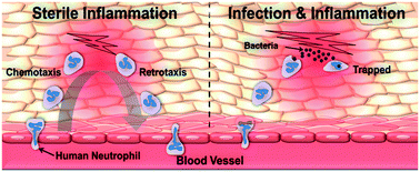 Graphical abstract: Retrotaxis of human neutrophils during mechanical confinement inside microfluidic channels