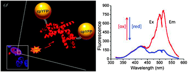 Graphical abstract: Probing subcellular organic hydroperoxide formation via a genetically encoded ratiometric and reversible fluorescent indicator