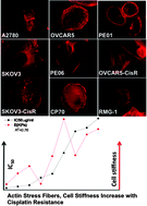 Graphical abstract: The role of Rho GTPase in cell stiffness and cisplatin resistance in ovarian cancer cells