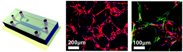 Graphical abstract: Generation of 3D functional microvascular networks with human mesenchymal stem cells in microfluidic systems