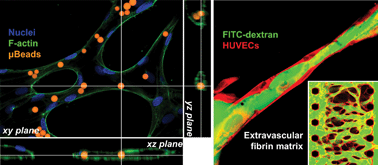 Graphical abstract: Engineering of functional, perfusable 3D microvascular networks on a chip