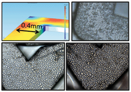 Graphical abstract: A biopharmaceutical plant on a chip: continuous micro-devices for the production of monoclonal antibodies