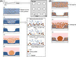 Graphical abstract: Alginate gel microwell arrays using electrodeposition for three-dimensional cell culture