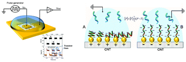Graphical abstract: Modulation of molecular hybridization and charge screening in a carbon nanotube network channel using the electrical pulse method