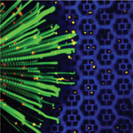 Graphical abstract: Isolation and mutational analysis of circulating tumor cells from lung cancer patients with magnetic sifters and biochips
