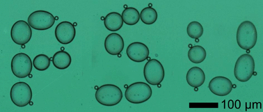 Graphical abstract: Theory and experiment on particle trapping and manipulation via optothermally generated bubbles