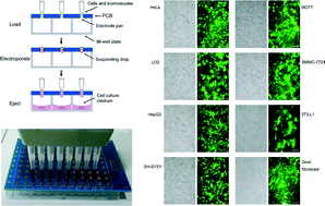 Graphical abstract: An individually addressable suspended-drop electroporation system for high-throughput cell transfection