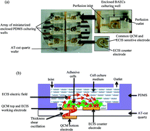 Graphical abstract: A lab-on-chip cell-based biosensor for label-free sensing of water toxicants