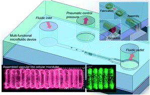 Graphical abstract: On-chip self-assembly of cell embedded microstructures to vascular-like microtubes