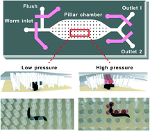 Graphical abstract: A high-throughput device for size based separation of C. elegans developmental stages