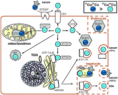 Graphical abstract: Contrasting Cu, Fe, and Zn isotopic patterns in organs and body fluids of mice and sheep, with emphasis on cellular fractionation
