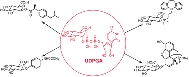 Graphical abstract: Glucuronides from metabolites to medicines: a survey of the in vivo generation, chemical synthesis and properties of glucuronides