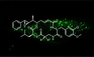 Graphical abstract: Recent approaches for the synthesis of modified cryptophycins