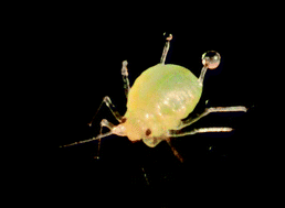 Graphical abstract: The semiochemistry of aphids