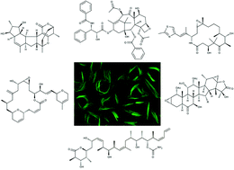 Graphical abstract: Recent progress with microtubule stabilizers: new compounds, binding modes and cellular activities