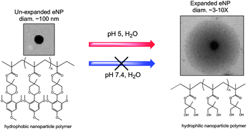 Graphical abstract: Microscopy and tunable resistive pulse sensing characterization of the swelling of pH-responsive, polymeric expansile nanoparticles