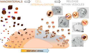 Graphical abstract: Cell-derived vesicles as a bioplatform for the encapsulation of theranostic nanomaterials