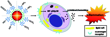 Graphical abstract: Functionalized quantum dots induce proinflammatory responses in vitro: the role of terminal functional group-associated endocytic pathways