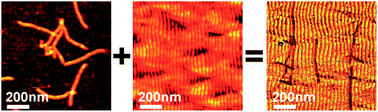 Graphical abstract: Topography-controlled alignment of DNA origami nanotubes on nanopatterned surfaces