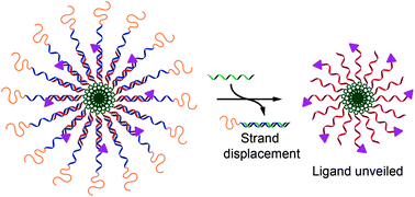 Graphical abstract: Programmed assembly of polymer–DNA conjugate nanoparticles with optical readout and sequence-specific activation of biorecognition
