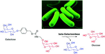 Graphical abstract: Enzyme-mediated nutrient release: glucose-precursor activation by β-galactosidase to induce bacterial growth