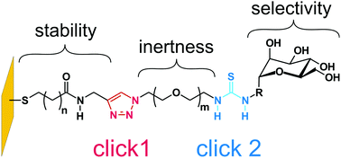 Graphical abstract: A ‘dual click’ strategy for the fabrication of bioselective, glycosylated self-assembled monolayers as glycocalyx models