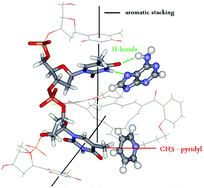 Graphical abstract: Dibenzotetraaza[14]annulene–adenine conjugate recognizes complementary poly dT among ss-DNA/ss-RNA sequences