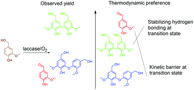 Graphical abstract: On the factors affecting product distribution in laccase-catalyzed oxidation of a lignin model compound vanillyl alcohol: experimental and computational evaluation