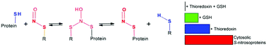Graphical abstract: Glutathione and thioredoxin type 1 cooperatively denitrosate HepG2 cells-derived cytosolic S-nitrosoproteins