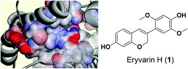 Graphical abstract: Total synthesis of eryvarin H and its derivatives and their biological activity as ERRγ inverse agonist