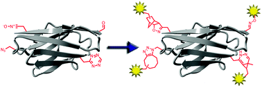 Graphical abstract: Bioorthogonal labelling of biomolecules: new functional handles and ligation methods