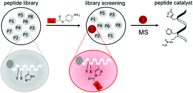 Graphical abstract: Identification and optimization of short helical peptides with novel reactive functionality as catalysts for acyl transfer by reactive tagging
