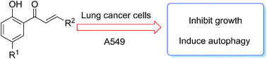 Graphical abstract: Discovery of 2′-hydroxychalcones as autophagy inducer in A549 lung cancer cells