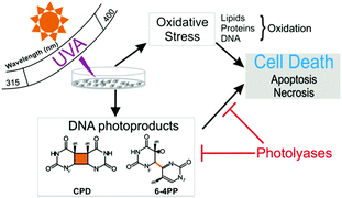 Graphical abstract: The relative roles of DNA damage induced by UVA irradiation in human cells