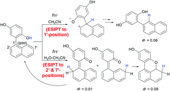 Graphical abstract: Solvent-dependent excited state intramolecular proton transfer (ESIPT) pathways from phenol to carbon in 2,5-dihydroxyphenyl arenes