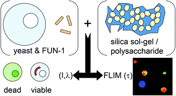 Graphical abstract: Viability of Saccharomyces cerevisiae incorporated within silica and polysaccharide hosts monitored via time-resolved fluorescence
