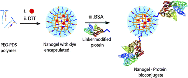 Graphical abstract: Synthesis of nanogel–protein conjugates