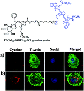 Graphical abstract: Near infrared fluorescence probe and galactose conjugated amphiphilic copolymer for bioimaging of HepG2 cells and endocytosis