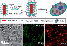 Graphical abstract: PEGylation of fluoridated hydroxyapatite (FAp):Ln3+ nanorods for cell imaging