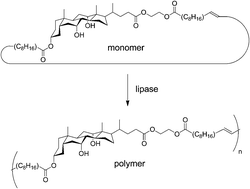 Graphical abstract: Ring-opening polymerization of bile acid macrocycles by Candida antarctica lipase B