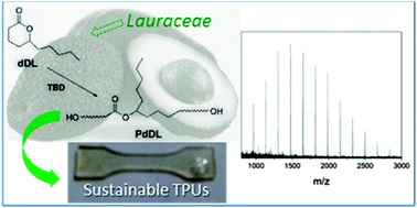 Graphical abstract: Thermoplastic polyurethane elastomers from bio-based poly(δ-decalactone) diols