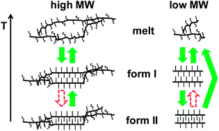 Graphical abstract: Influence of molecular weight on polymorphs and temperature-induced structure evolution of regioregular poly(3-dodecylthiophene)